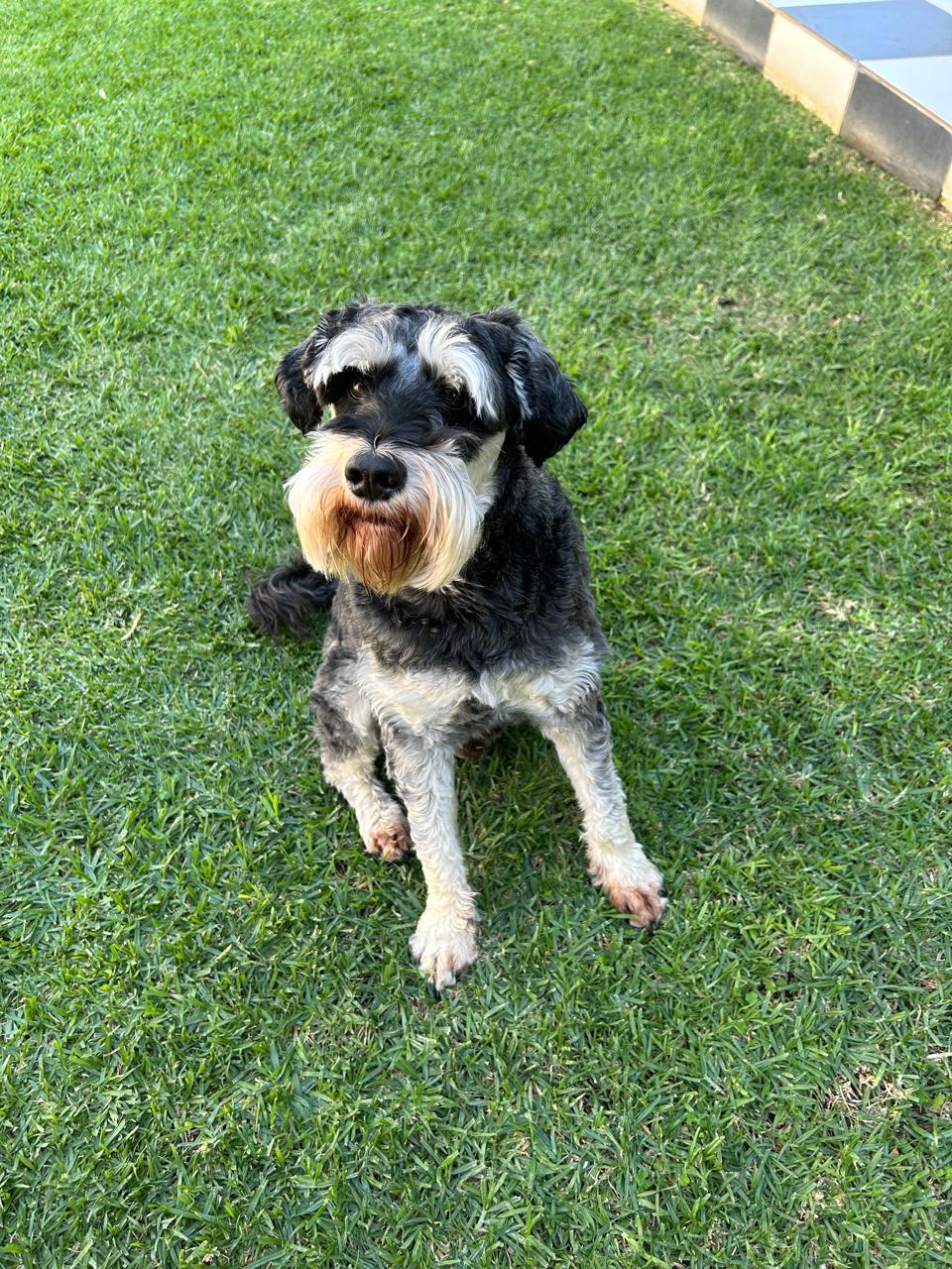 Otto, the practice dog at Ludolf & Lienkie Physiotherapists